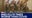Bird flu mortality rates 10 times worse than COVID
